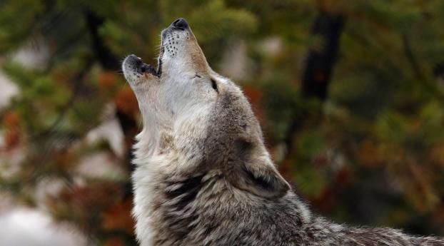 howling, wolf, crying Wallpaper 640x1136 Resolution
