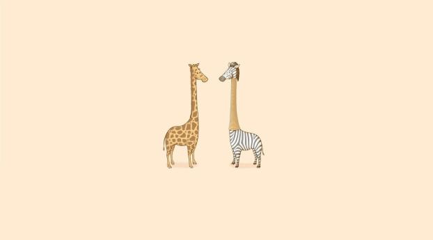 humor, zebra, giraffe Wallpaper