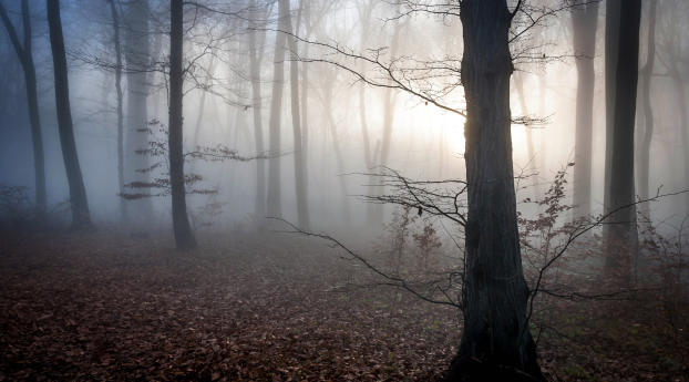 hungary, trees, fog Wallpaper 320x568 Resolution