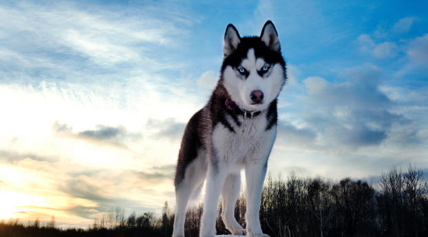 husky, dog, hill Wallpaper