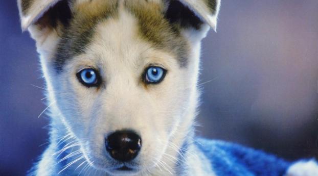 husky, puppy, blue-eyed Wallpaper 1366x768 Resolution