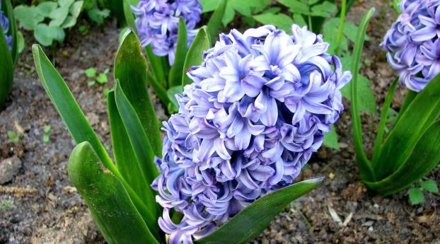 hyacinth, flower, flowerbed Wallpaper 1366x768 Resolution
