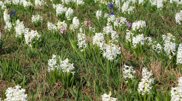 hyacinths, flowers, fields Wallpaper