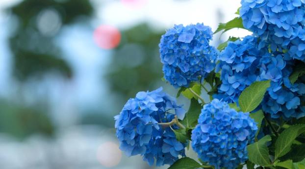 hydrangea, bloom, blue Wallpaper 2048x1152 Resolution