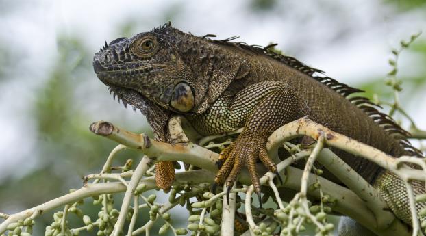 iguana, branch, animal Wallpaper