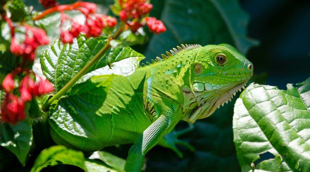 iguana, reptile, lizard Wallpaper 2560x1800 Resolution