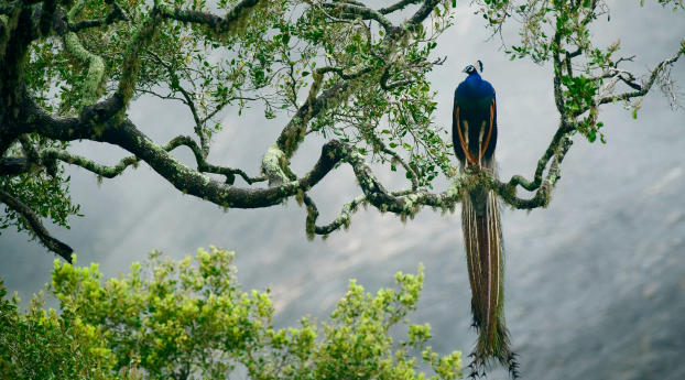 indian peacock, birds, trees Wallpaper 2560x1080 Resolution