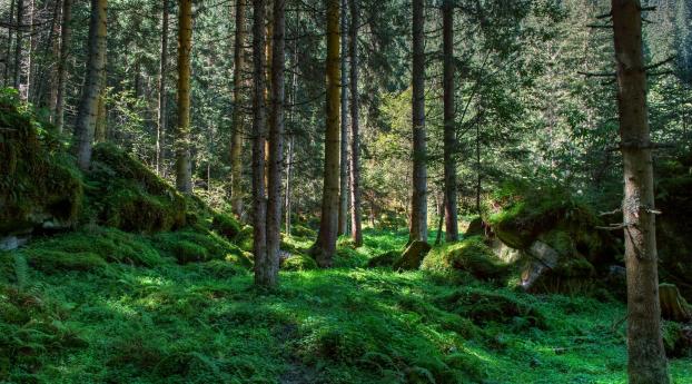 international day of the forest, world day of forests, nature Wallpaper 1336x768 Resolution