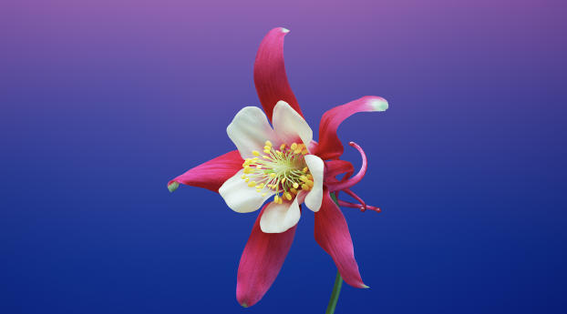 iOS 11 Flower Aquilegia Wallpaper 2000x1200 Resolution