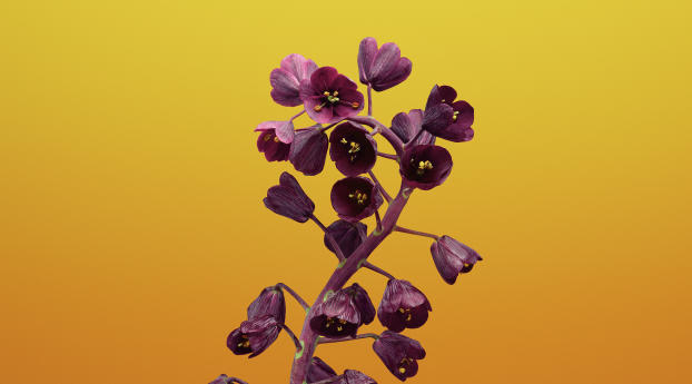 iOS 11 Flower Fritillaria Wallpaper 2160x384 Resolution