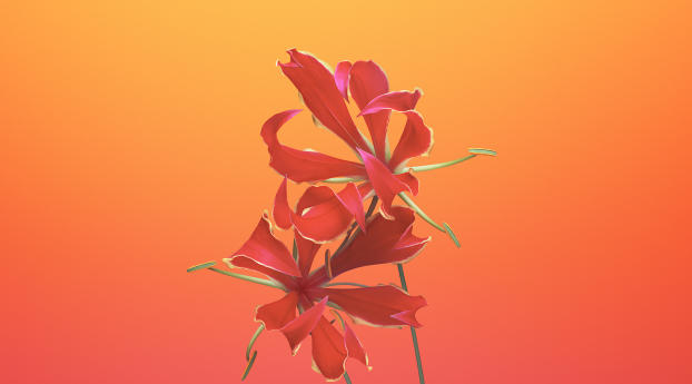 iOS 11 Flower Gloriosa Wallpaper