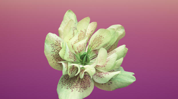iOS 11 Flower Helleborus Wallpaper 320x240 Resolution