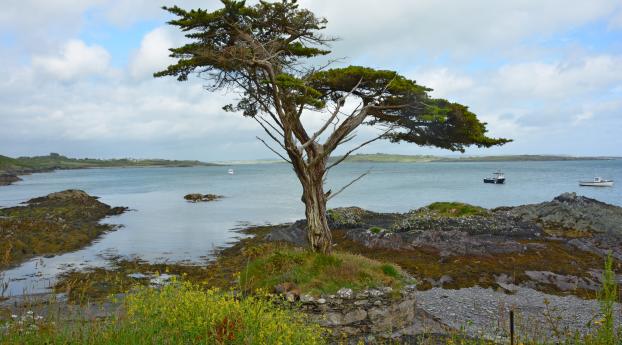 ireland, coast, tree Wallpaper 480x854 Resolution