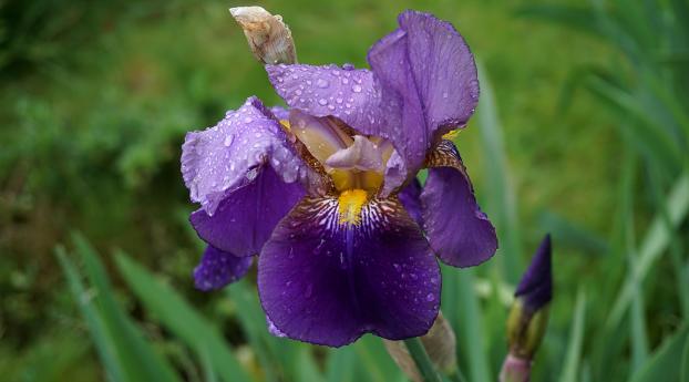 iris, flower, bud Wallpaper 1600x600 Resolution