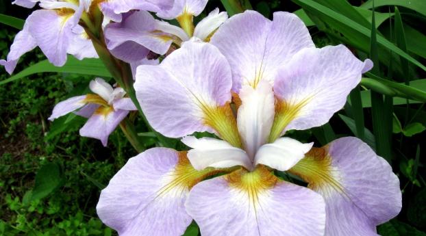 irises, flowers, flower bed Wallpaper