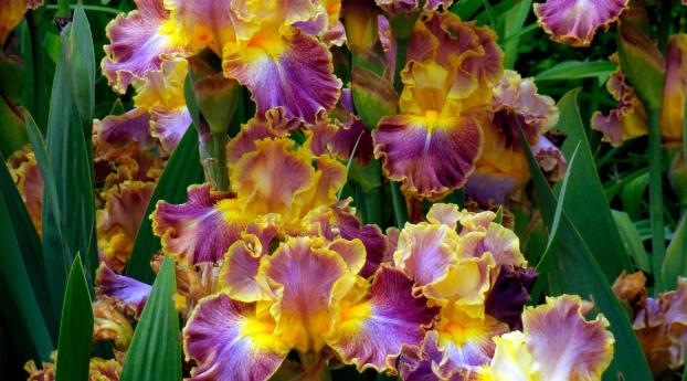 irises, flowers, herbs Wallpaper