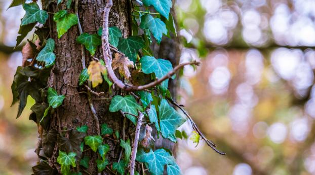 ivy, tree, foliage Wallpaper