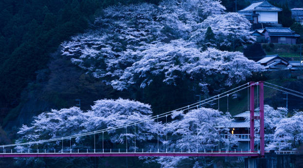 japan, bridge, sakura Wallpaper 480x484 Resolution