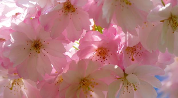 japanese cherry, flowers, flowering Wallpaper 3449x1440 Resolution
