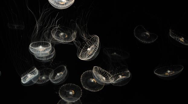 Jellyfish 4k Minimal Wallpaper