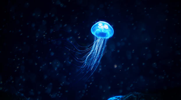 Jellyfish 4k Wallpaper