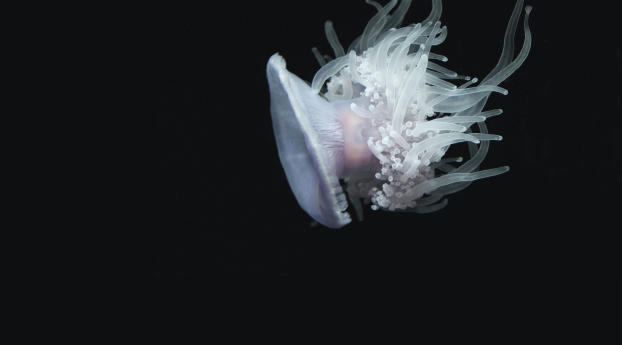 jellyfish, aquatic, tentacles Wallpaper 640x960 Resolution
