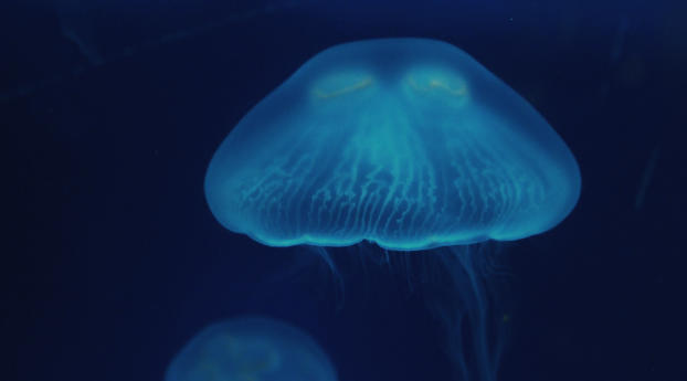 jellyfish, close-up, surface Wallpaper 1400x900 Resolution