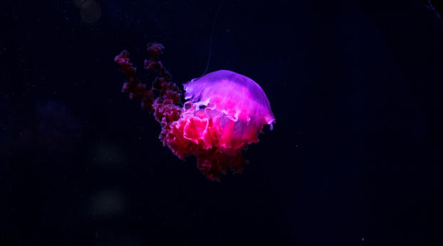 jellyfish, glow, phosphorus Wallpaper 1080x1920 Resolution