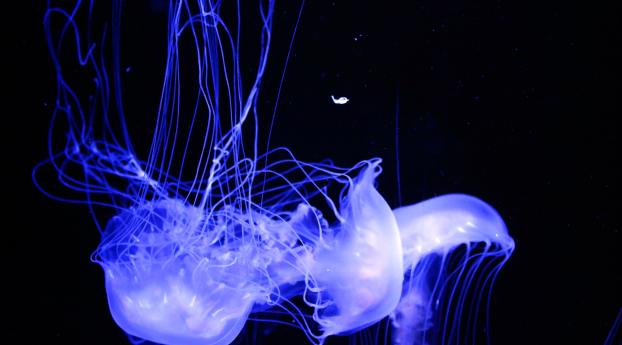 jellyfish, glowing, phosphorus Wallpaper 1080x2280 Resolution