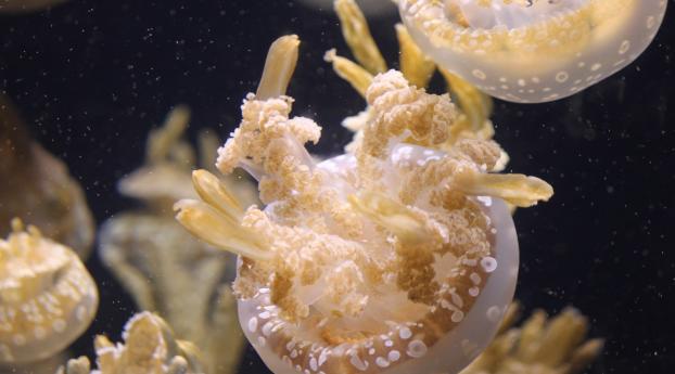 jellyfish, ocean, underwater world Wallpaper