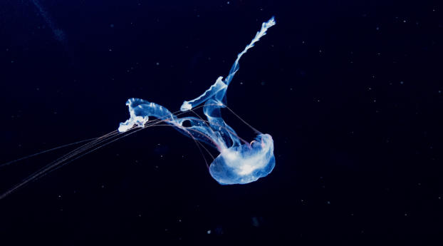 jellyfish, swim, underwater world Wallpaper 1680x1050 Resolution