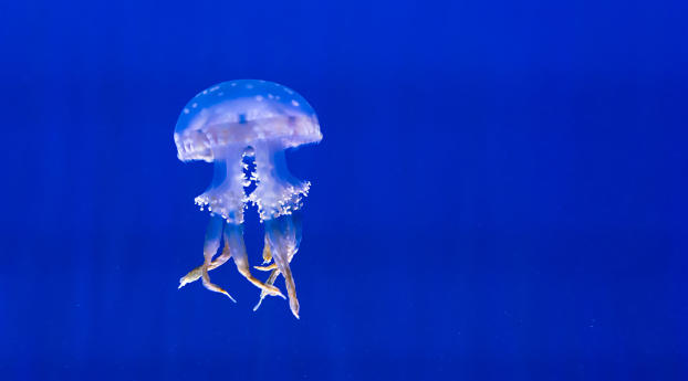 jellyfish, tentacles, swim Wallpaper 1366x768 Resolution