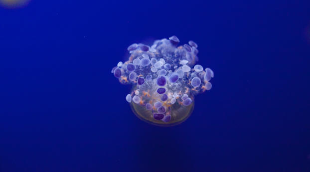 jellyfish, tentacles, underwater world Wallpaper 320x480 Resolution