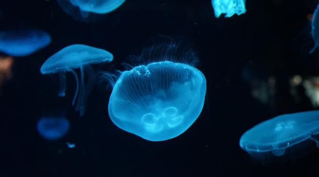 jellyfish, underwater, beautiful Wallpaper 1440x900 Resolution