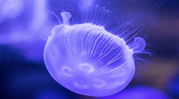 jellyfish, underwater, close-up Wallpaper 1024x600 Resolution