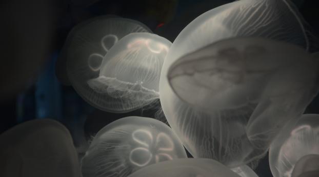 jellyfish, underwater, sea Wallpaper 1400x1050 Resolution