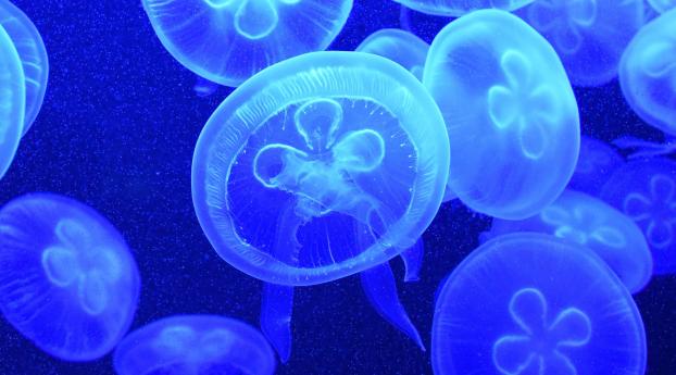 jellyfish, underwater, swim Wallpaper 1280x1024 Resolution