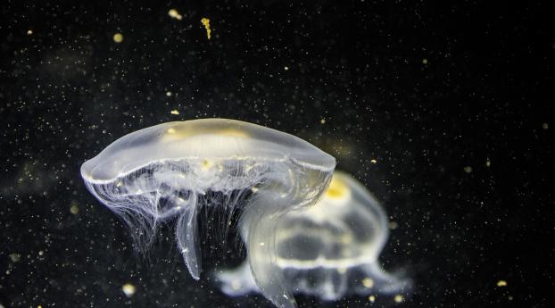 jellyfish, underwater, tentacle Wallpaper 2560x1700 Resolution