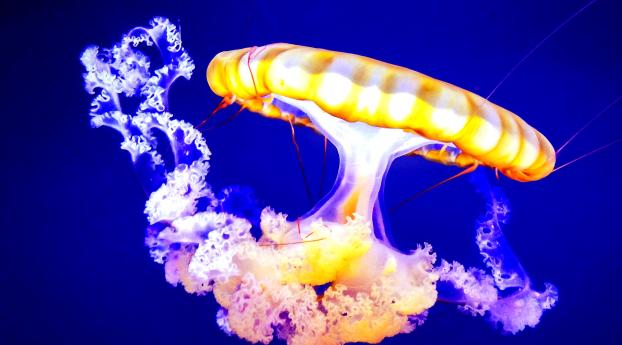 jellyfish, underwater, tentacles Wallpaper 2932x2932 Resolution