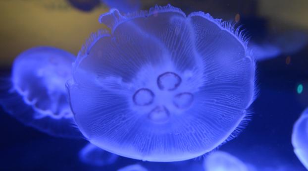 jellyfish, underwater world, close-up Wallpaper 2560x1080 Resolution