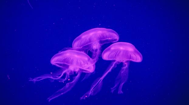 jellyfish, underwater world, phosphorus Wallpaper 320x240 Resolution