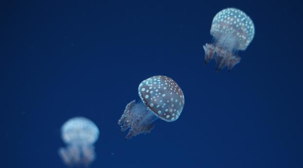jellyfish, underwater world, spots Wallpaper 1280x2120 Resolution