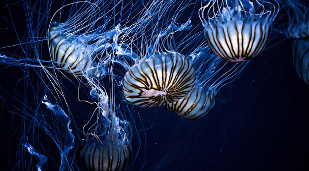 jellyfish, underwater world, stripes Wallpaper 2048x1152 Resolution