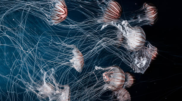 jellyfish, underwater world, swim Wallpaper