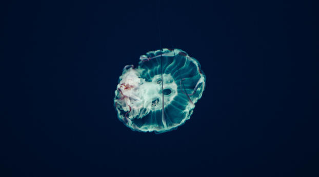 jellyfish, underwater world, tentacles Wallpaper 640x1136 Resolution