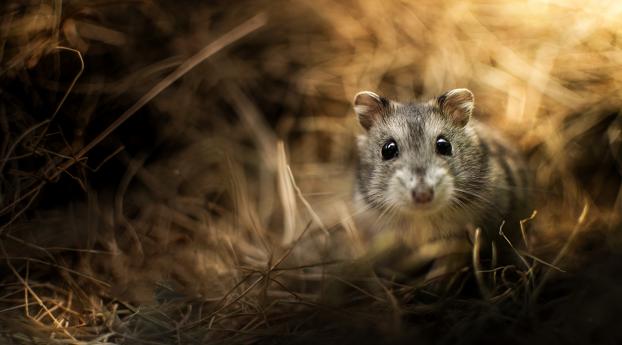 jungar hamster, rodent, glare Wallpaper 1400x1050 Resolution
