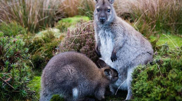 kangaroo, baby, grass Wallpaper