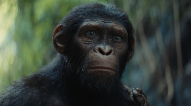Kingdom of the Planet Movie  Ape Wallpaper 3840x2400 Resolution