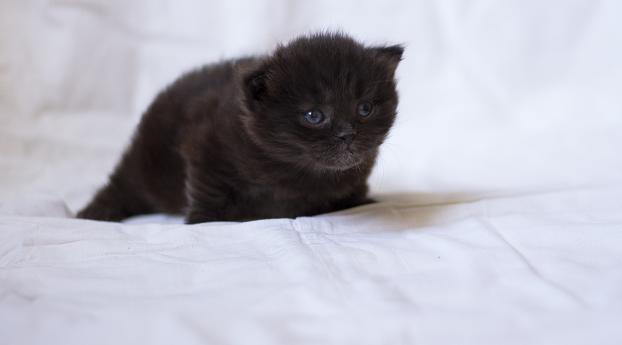 kitten, black, fluffy Wallpaper