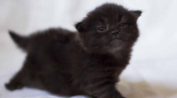 kitten, black, photo shoot Wallpaper 2560x1080 Resolution